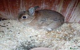 Netherland Dwarf rabbits for sale: Netherland dwarf rabbit male - Image 3