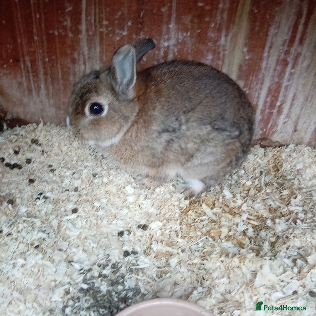 Netherland Dwarf rabbits for sale: Netherland dwarf rabbit male - Image 3