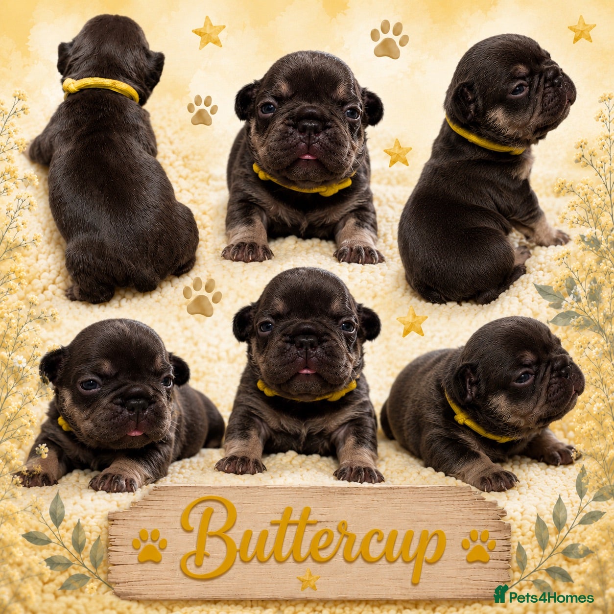 French Bulldog dogs Outstanding KC registered French bulldog puppies  - Advert 2