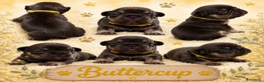 Butter cup French Bulldog 4