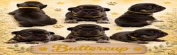 French Bulldog dogs for sale: Outstanding KC registered French bulldog puppies  - Advert 2