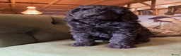 Bernedoodle dogs for sale: Black Bernedoodle Boy 1250 - Advert 15