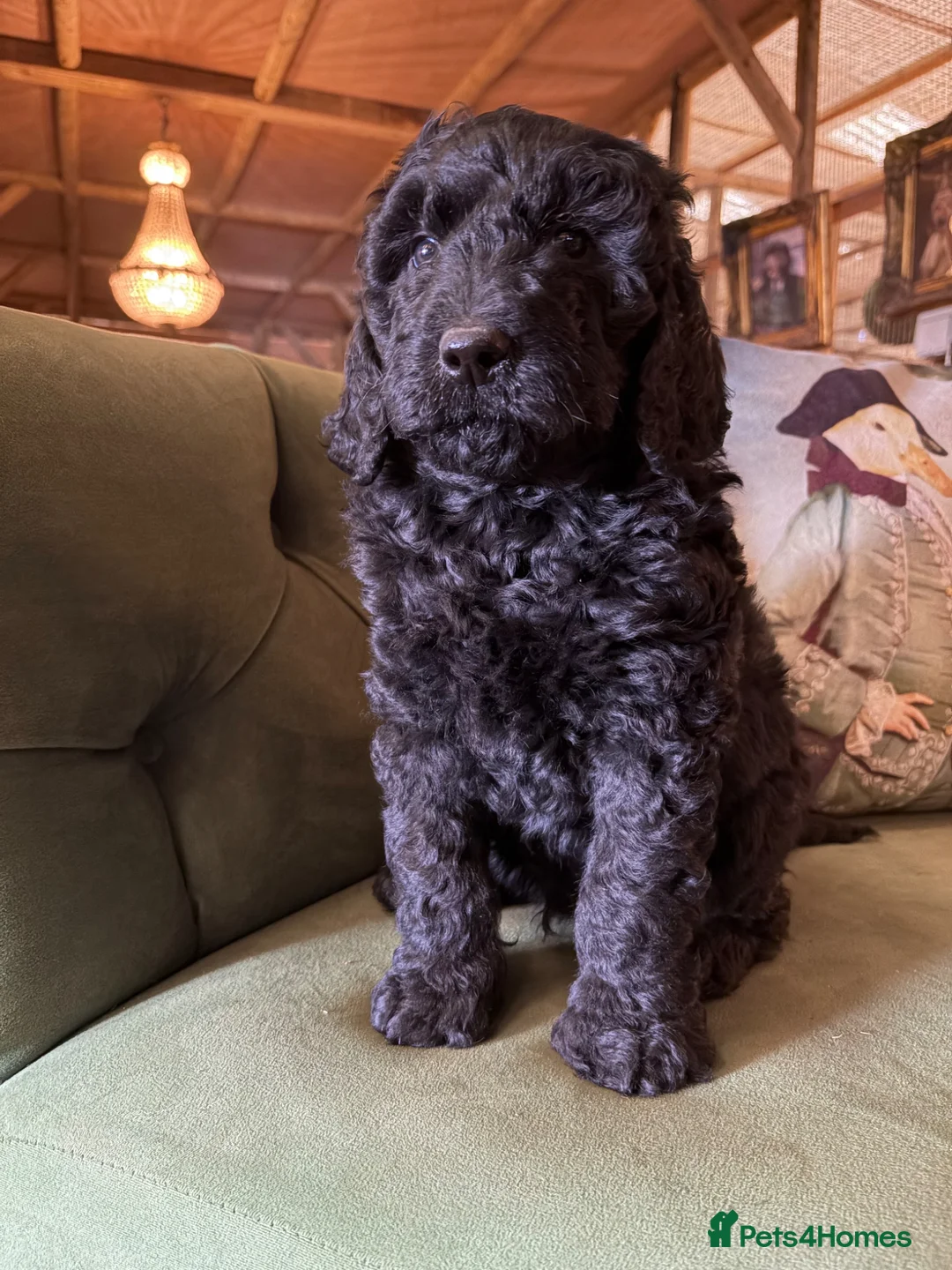 Bernedoodle dogs for sale: Black Bernedoodle Boy 1250 - Advert 15