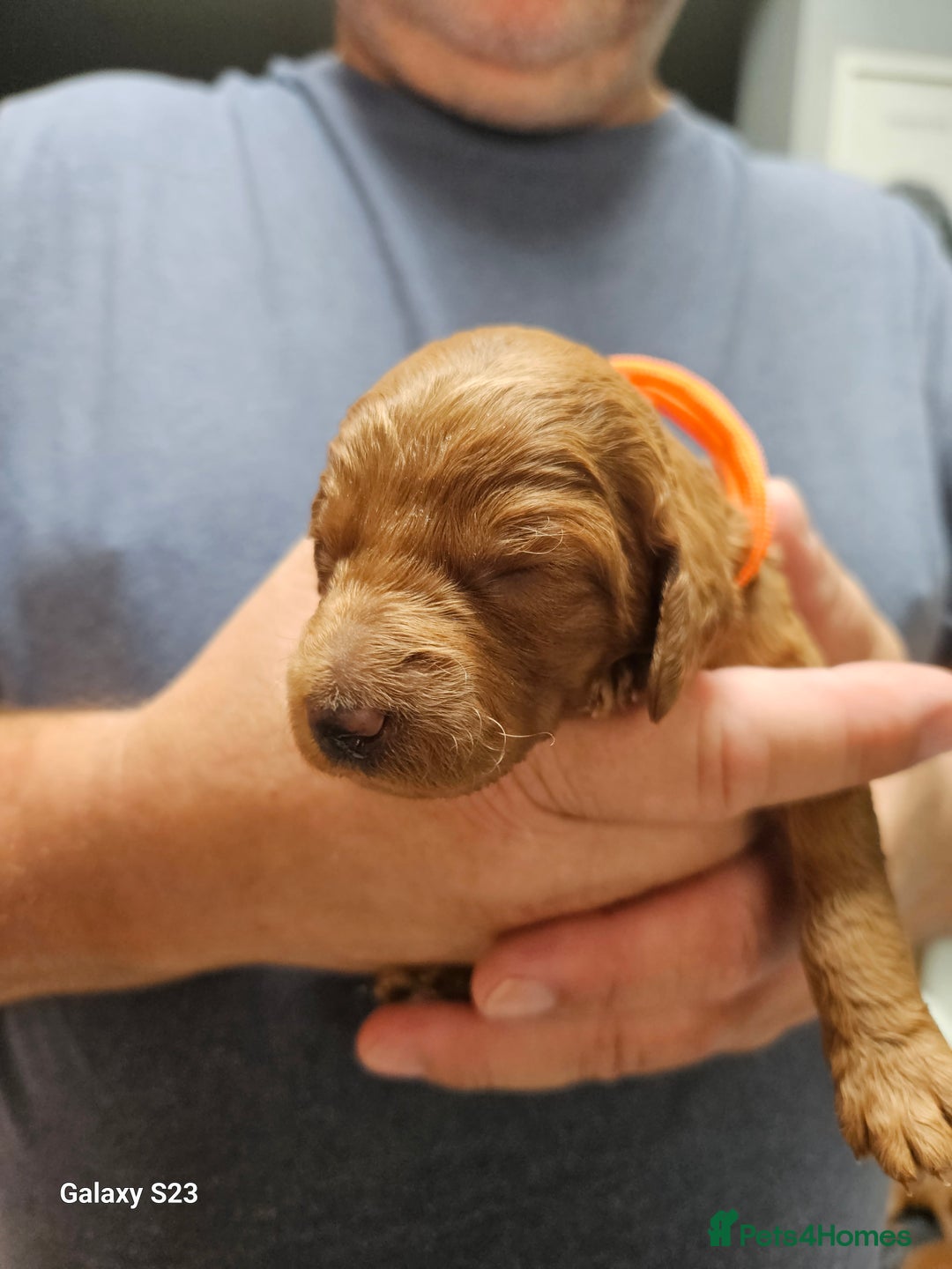 Mixed Breed dogs for sale: FULLY HEALTH TESTED FOX RED MINIATURE COCKAPOOS  - Image 19