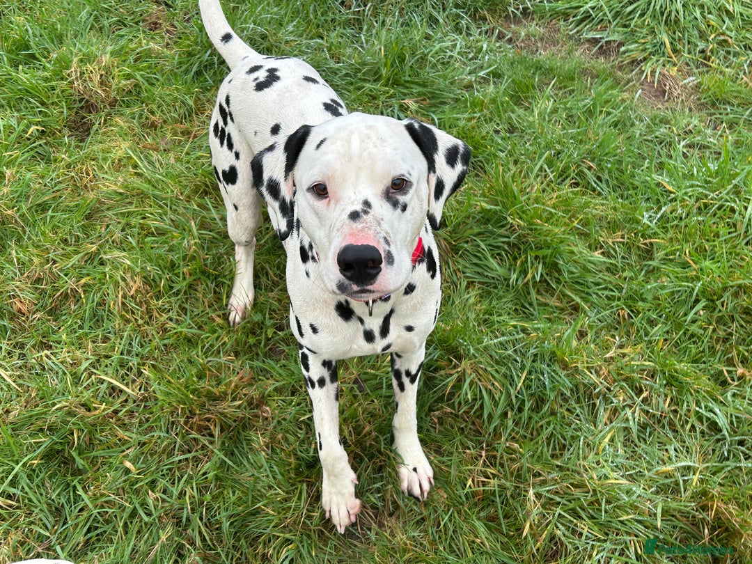 Dalmatian dogs for stud: Health tested Dalmatian available at Stud in Birmingham - Image 5
