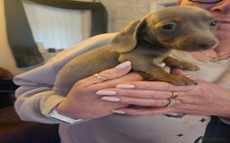 Dachshund dogs for sale: Miniature dashhound pups - Image 2