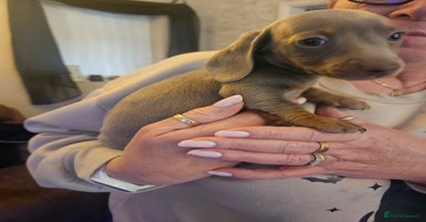 Dachshund dogs - Advert 2