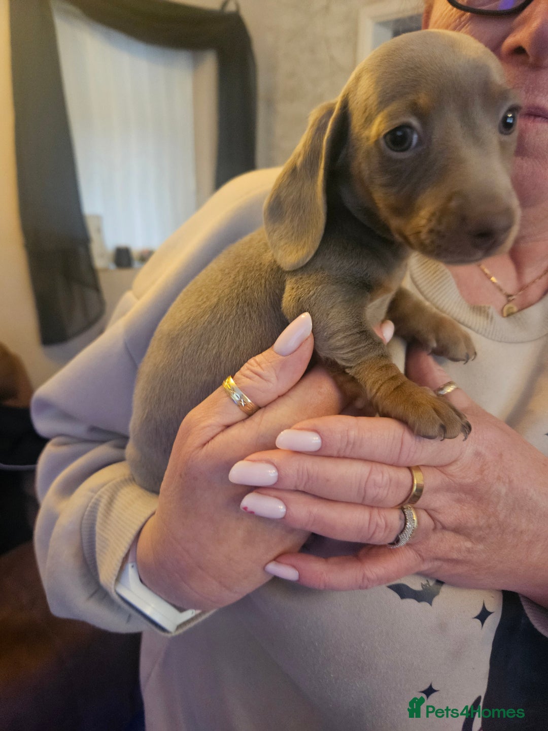 Dachshund dogs for sale: Miniature dashhound pups - Image 2