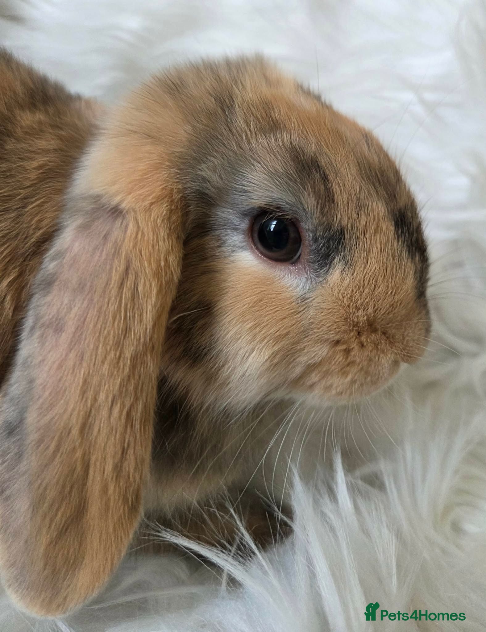 Mini Lop rabbits Beautiful mini lop boys and girls avalible - Advert 1