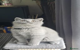 British Shorthair cats for sale: (READY NOW) Show Quality Champions 🥇🏆BSH GCCF - Image 5