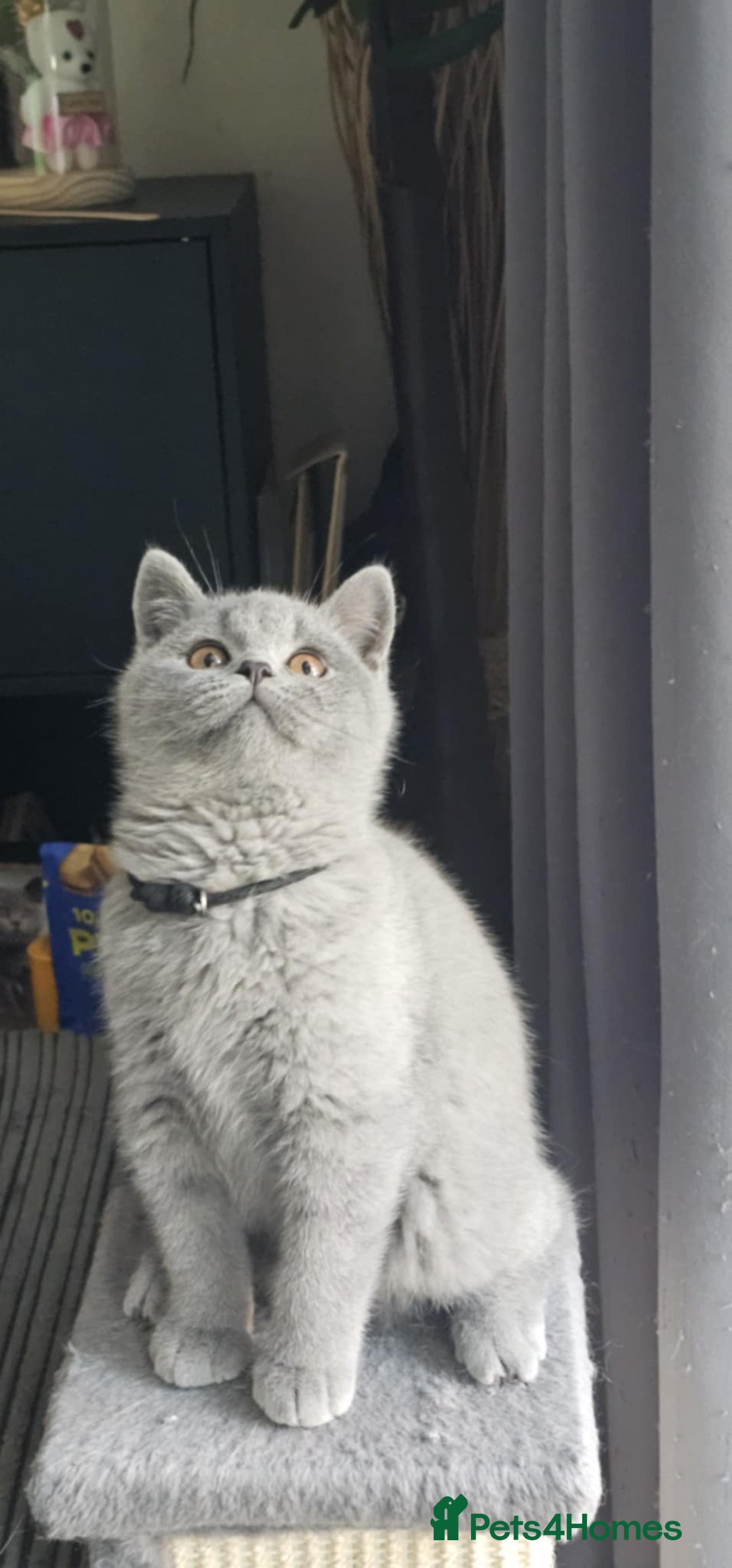 British Shorthair cats for sale: (READY NOW) Show Quality Champions 🥇🏆BSH GCCF - Image 5