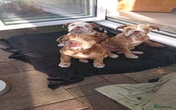 Old Tyme Bulldog dogs for sale: Bulldog pups 💜 1 GIRL LEFT REDUCED 💜   - Image 4