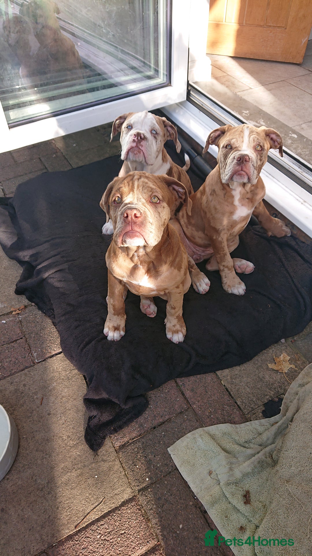 Old Tyme Bulldog dogs for sale: Bulldog pups 💜 1 GIRL LEFT REDUCED 💜   - Image 4