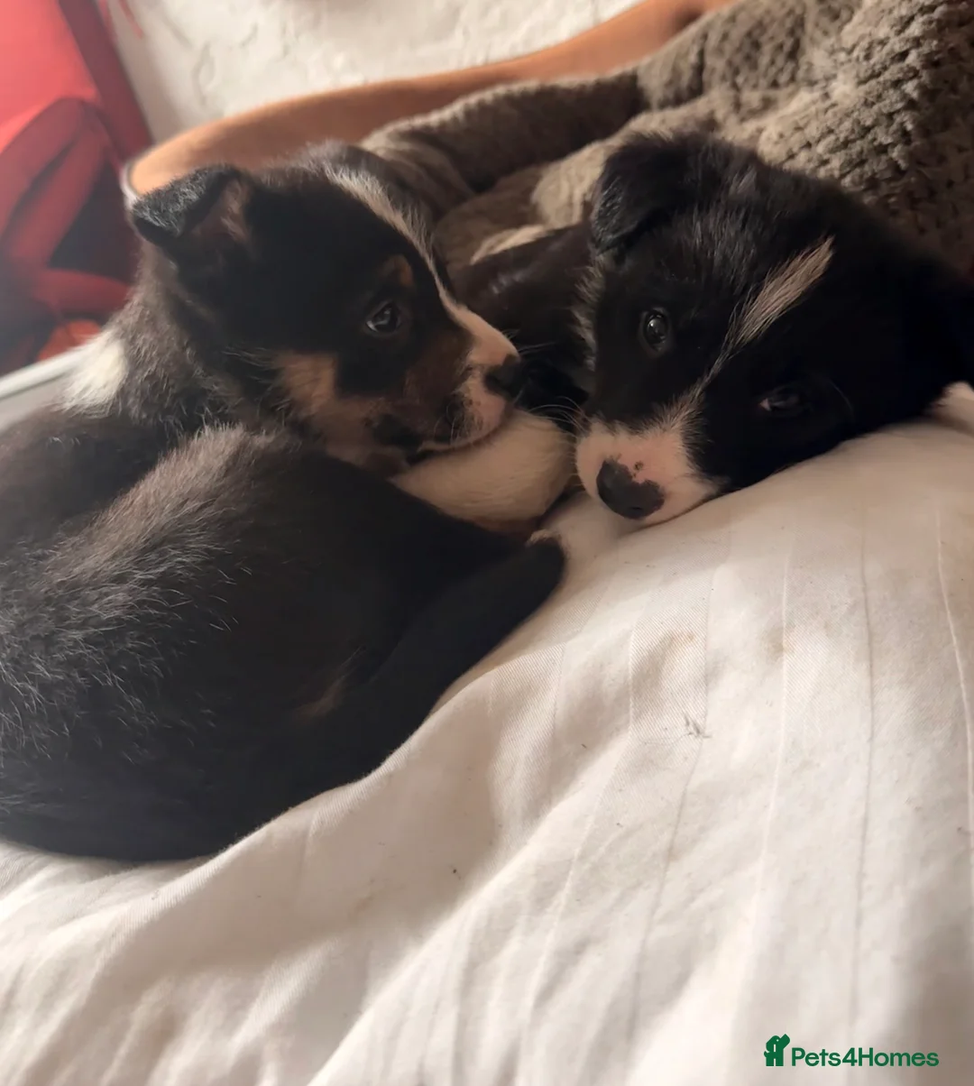 Border Collie dogs for sale: Gorgeous border collie puppies for sale  - Advert 18