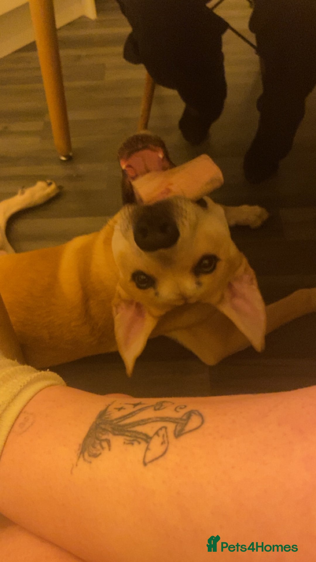 Mixed Breed dogs for sale: 2 y/o mastador/german shepherd  - Advert 10