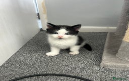British Shorthair cats for sale: Boy kitten available - Image 1