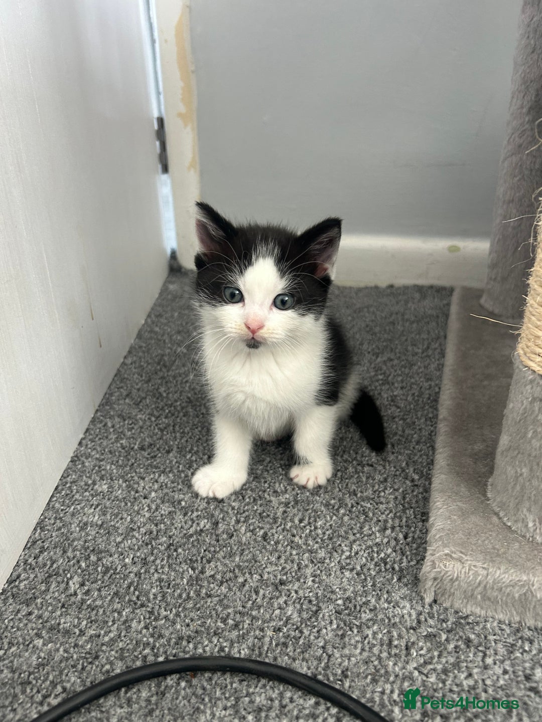 British Shorthair cats for sale: Boy kitten available - Image 1