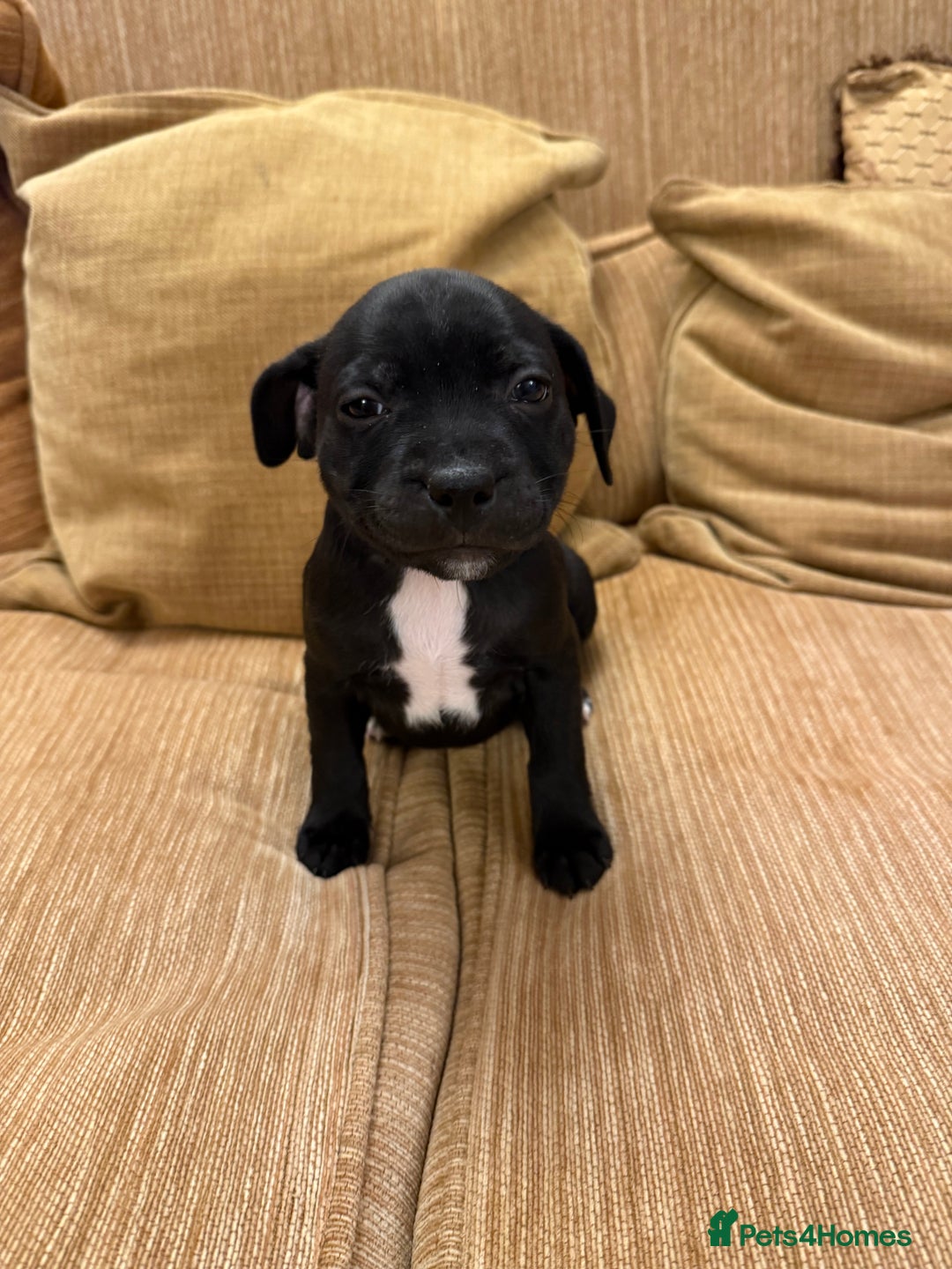 Staffordshire Bull Terrier dogs for sale: Health Tested Clear Staffordshire Bull Terrier's - Advert 28