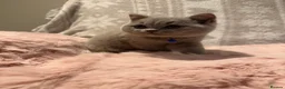 British Shorthair cats for sale: Beautiful Blue British Shorthair- Ready to collect - Advert 15