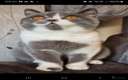 British Shorthair cats for sale: ONE GIRL LEFT GCCF reg BSH kittens - Image 21
