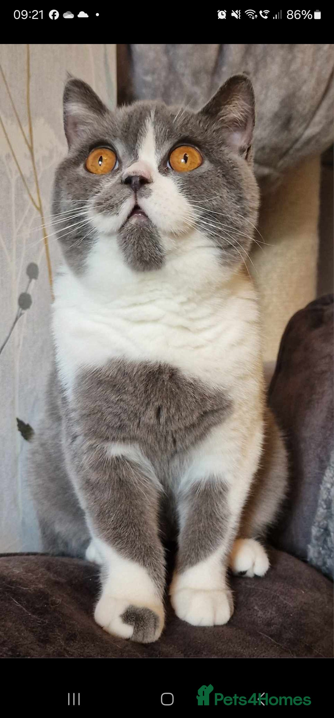 British Shorthair cats for sale: ONE GIRL LEFT GCCF reg BSH kittens - Image 21