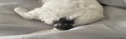 Poochon dogs for sale: Bischoon pups - Advert 4