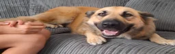 Sheprador dogs for sale: K.C registered German Shepherd × Labrodore pups  - Advert 23