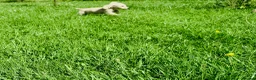 Miniature Dachshund dogs for sale: Cream/blonde long hair kc reg miniature dachshund  - Advert 8