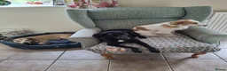 Mixed Breed dogs for adoption: Sunny - Advert 2