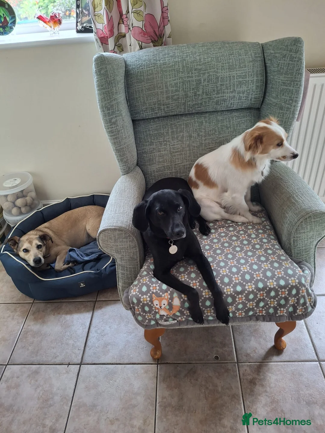 Mixed Breed dogs for adoption: Sunny - Advert 2