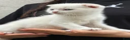 Scottish Fold cats for sale: Scottish fold kittens boy - Advert 2