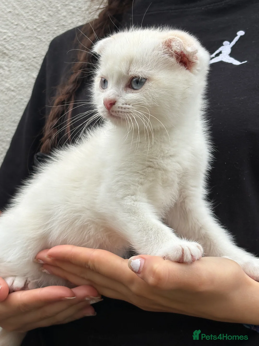 Scottish Fold cats for sale: Scottish fold kittens boy - Advert 2