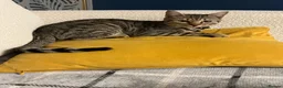 Bengal cats for sale: 1 year old male bengal  in Horncastle - Advert 3