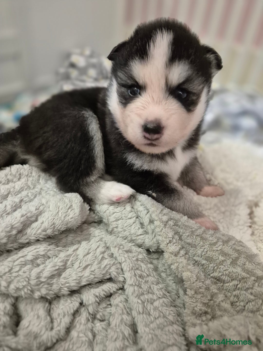 Pomsky dogs for sale: The perfect Blue eyed pomskys  - Advert 13
