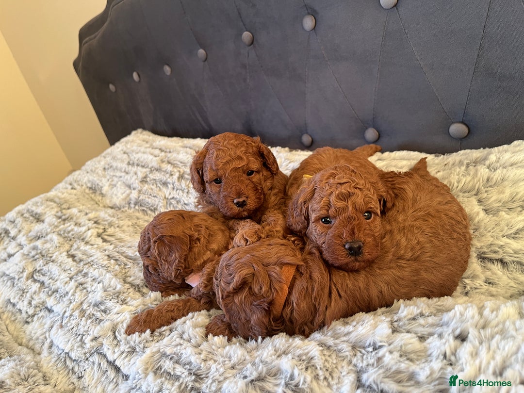 Toy Poodle dogs for sale: Toy poodle puppies - Advert 3