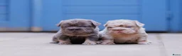 French Bulldog dogs for stud: PROVEN STUD - Advert 7