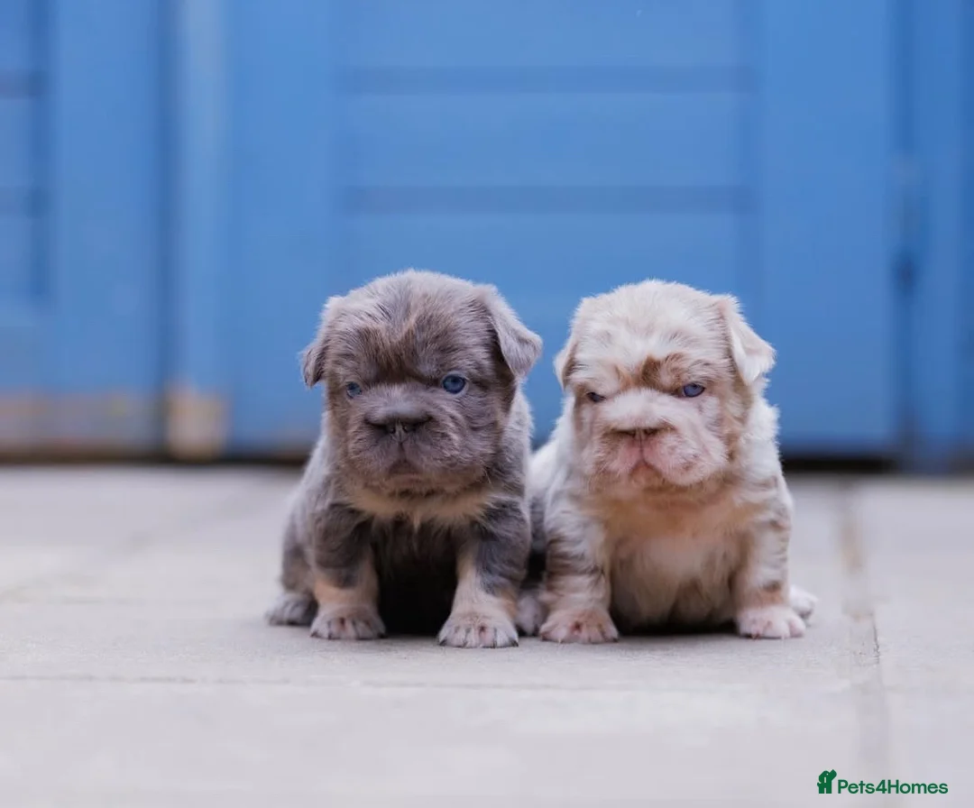French Bulldog dogs for stud: PROVEN STUD - Advert 7