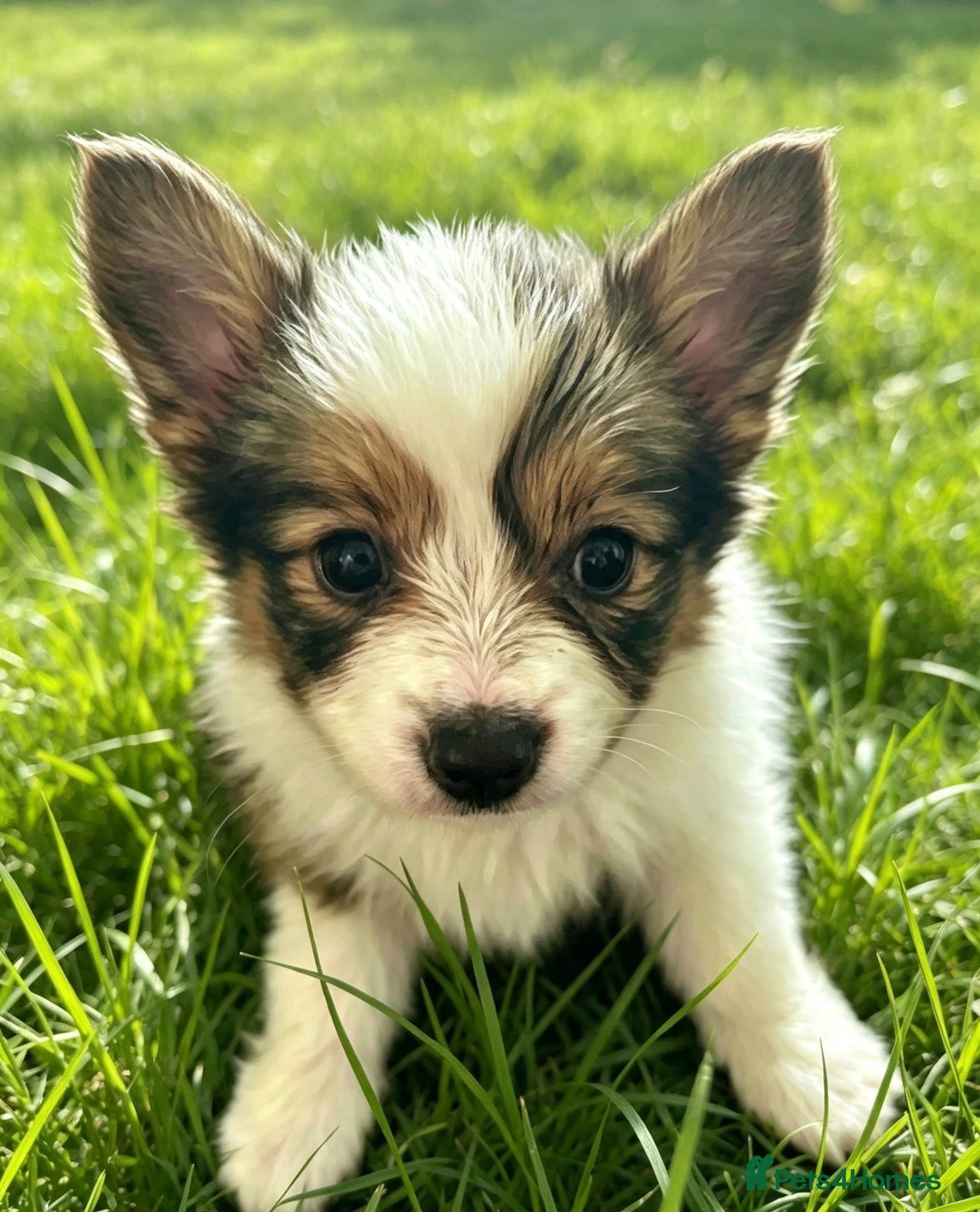 Papillon dogs Kc reg Papillon boys READY NOW!!! - Advert 4