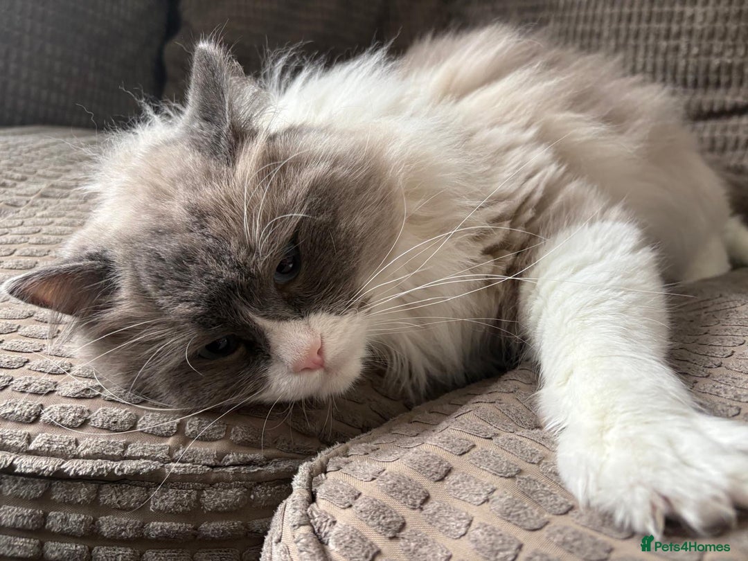 Ragdoll cats for sale: 💙 Stunning 2-Year-Old GCCF Registered Ragdoll Boy - Advert 9