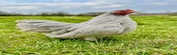 Chickens poultry for sale: Bantam hens at point of lay  - Advert 5