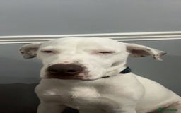 Staffordshire Bull Terrier dogs for stud: Staffordshire terrier cross for stud - Image 2