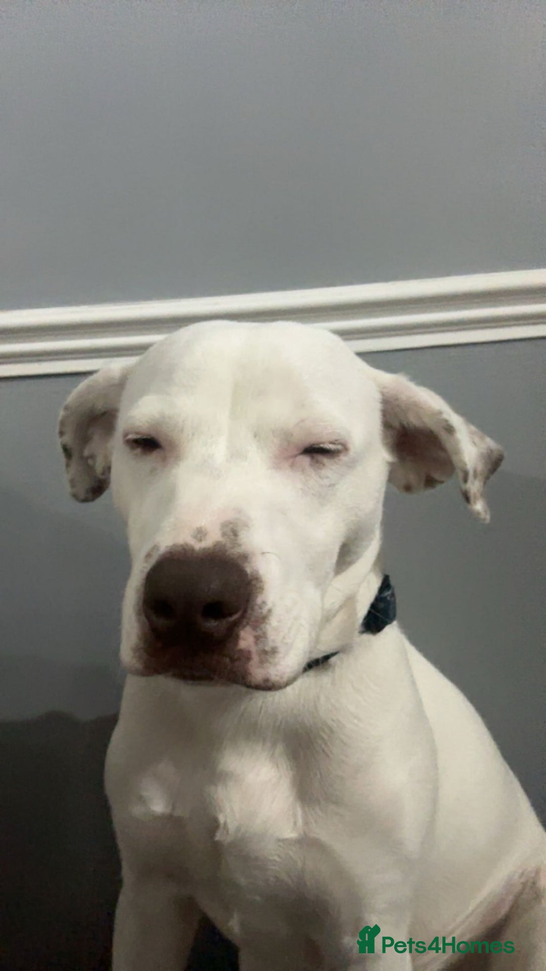 Staffordshire Bull Terrier dogs for stud: Staffordshire terrier cross for stud - Image 2