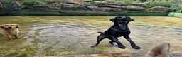 Labrador Retriever dogs for sale: Labrador retrievers  in Chesterfield - Advert 15
