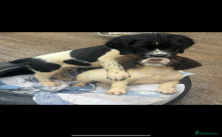 English Springer Spaniel dogs - Advert 6