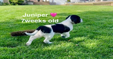 English Springer Spaniel dogs - Advert 2