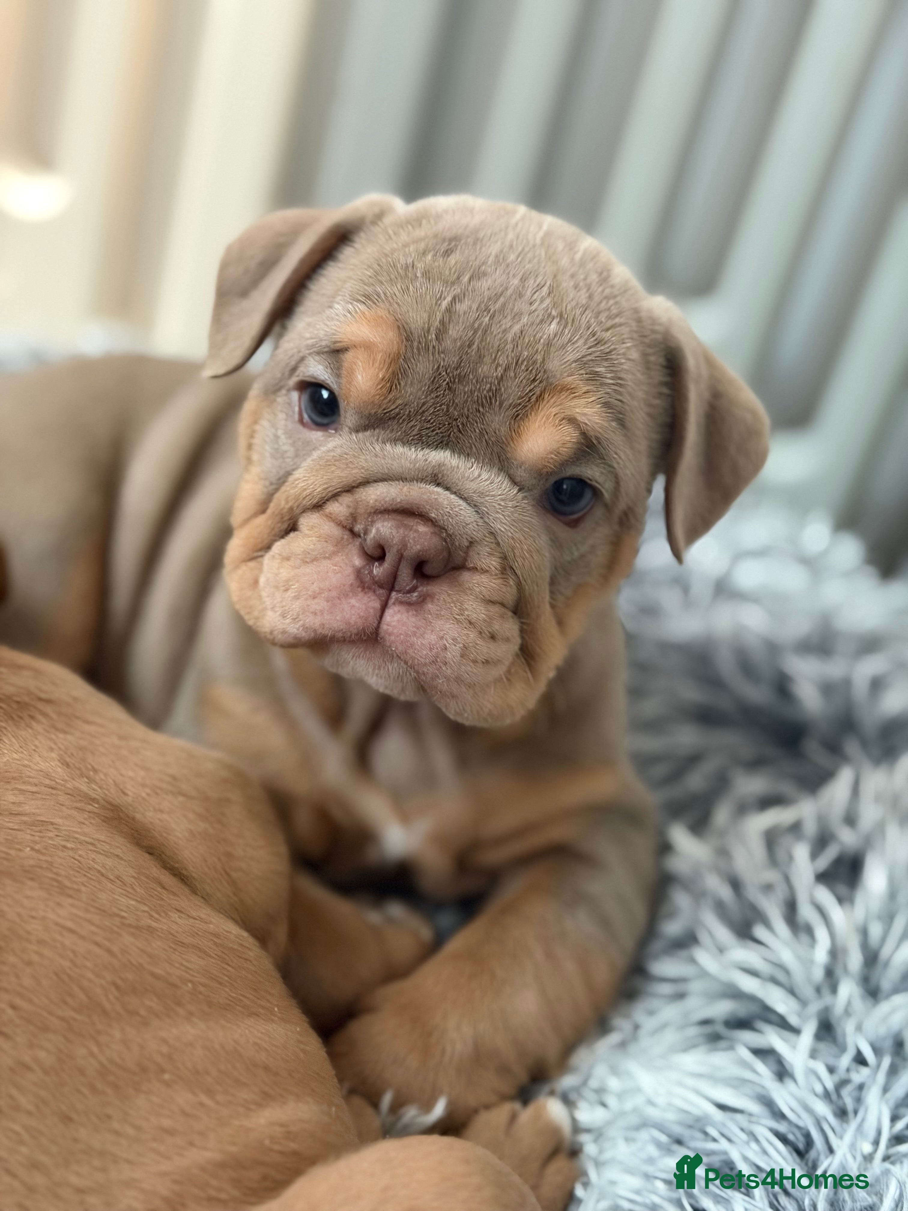 English Bulldog dogs English Bulldog Puppies 💙🩷 - Advert 7