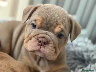 English Bulldog dogs English Bulldog Puppies 💙🩷 - Advert 7