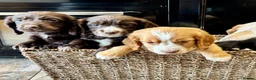 Cocker Spaniel dogs for sale: 🐾 Beautiful Working RKC Cocker Spaniel Puppies🐾 - Advert 9