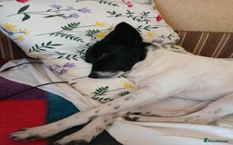 Mixed Breed dogs for adoption: 💖🐶 ELZA 🐶💖 - Image 13