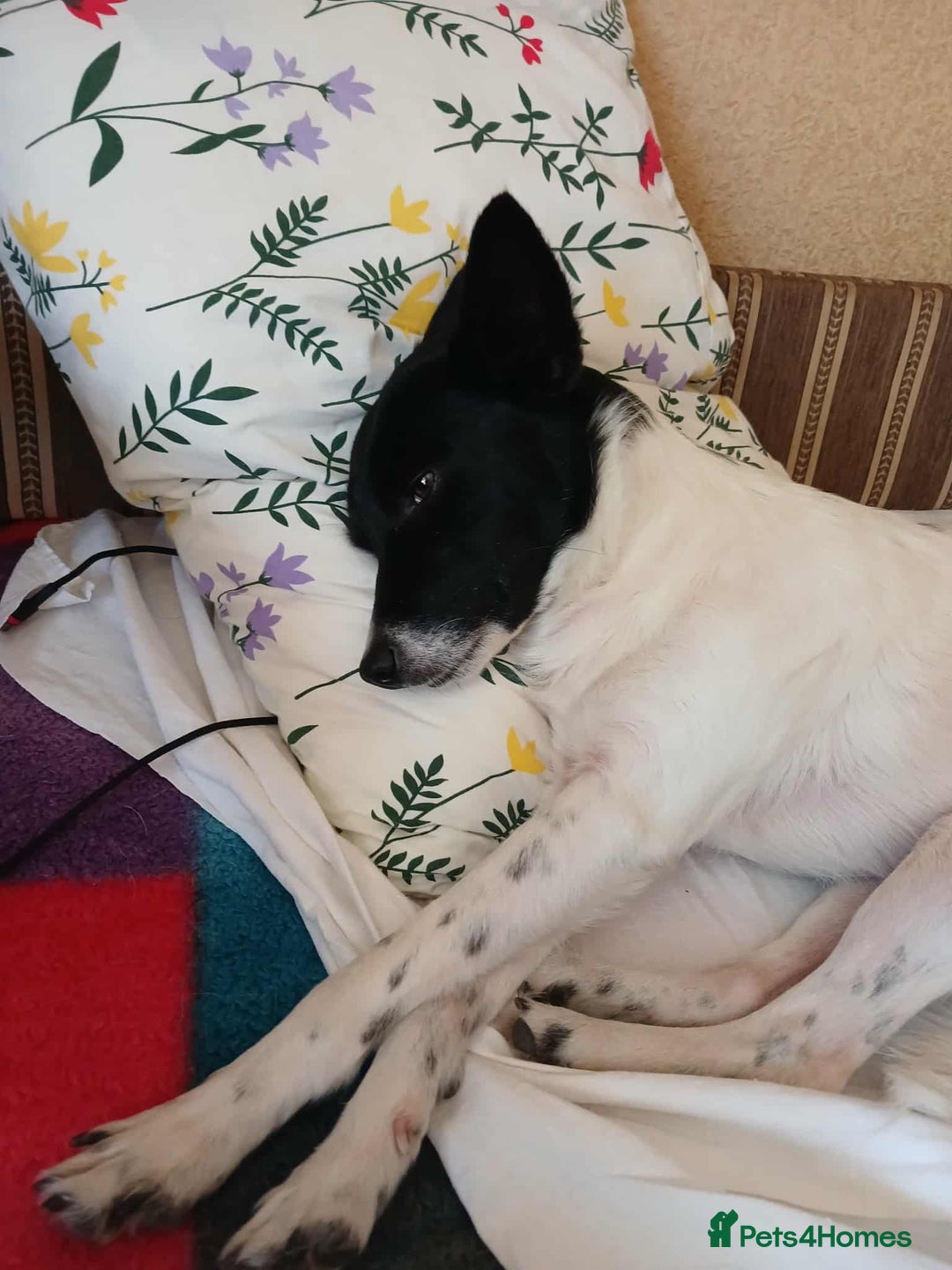 Mixed Breed dogs for adoption: 💖🐶 ELZA 🐶💖 - Image 13